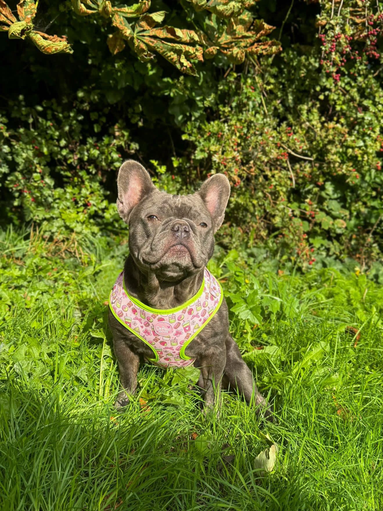 ‘Matcha Moment’ Harness