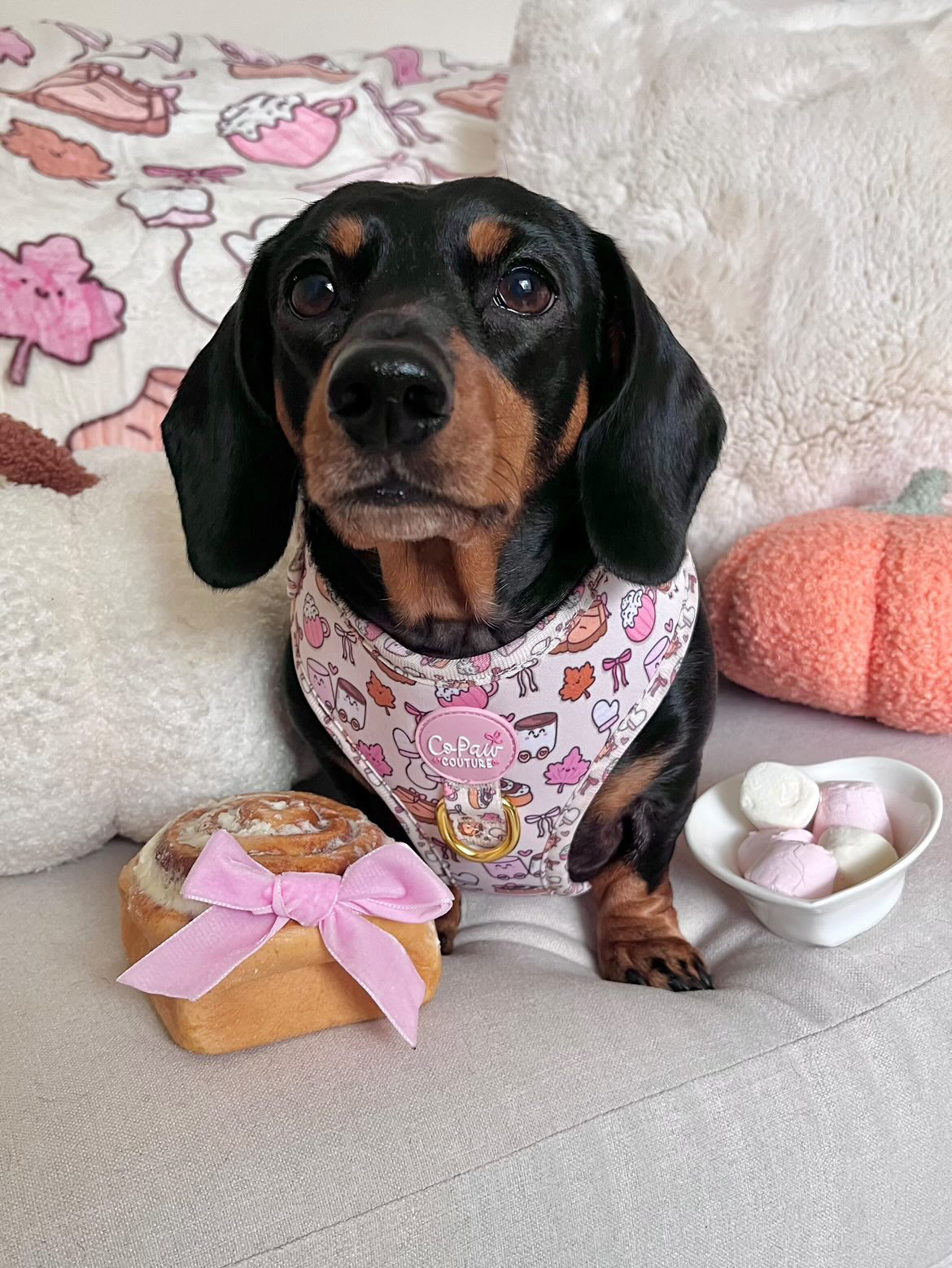 ‘Cozy Couture’ Harness