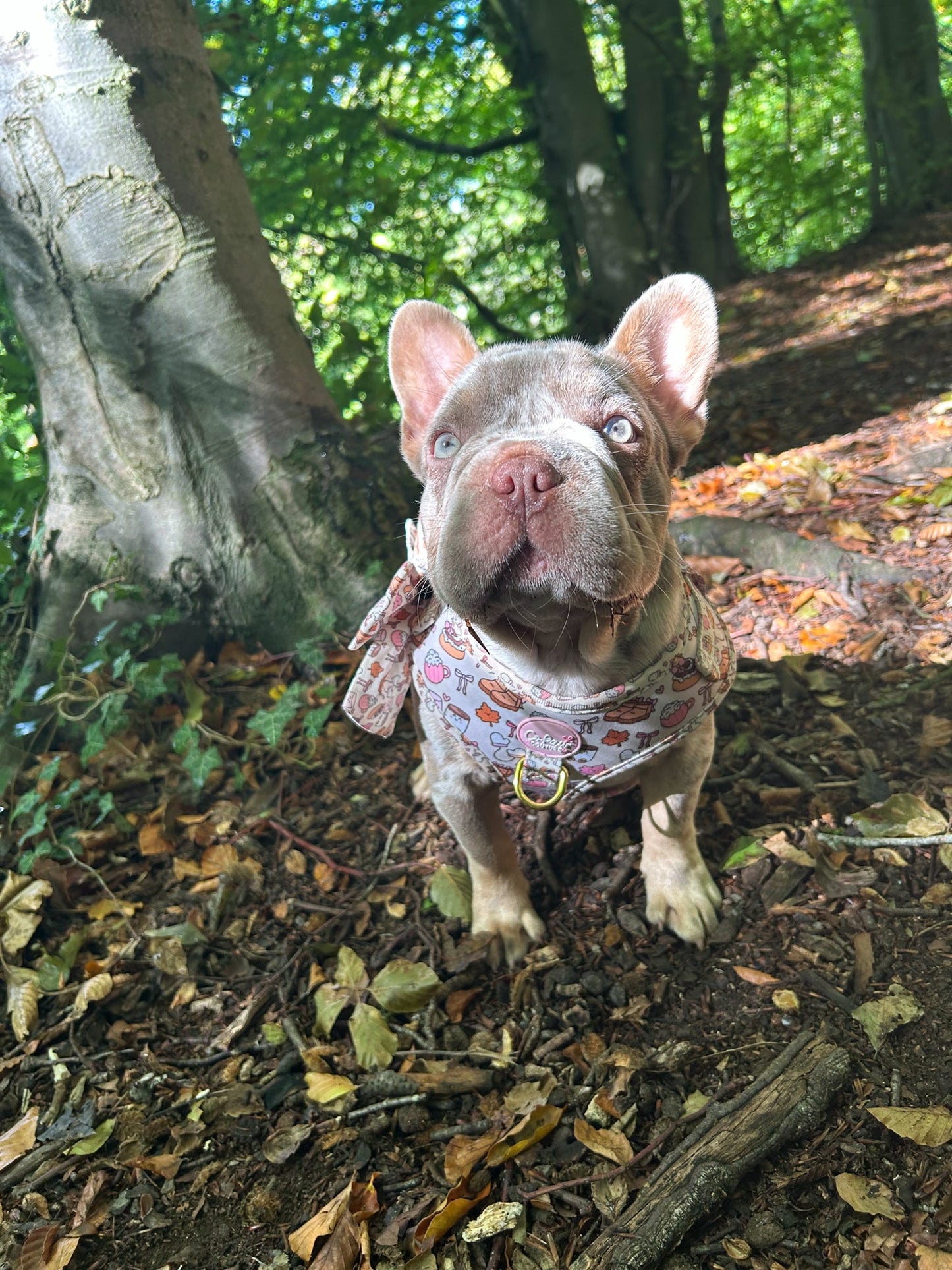 ‘Cozy Couture’ Harness