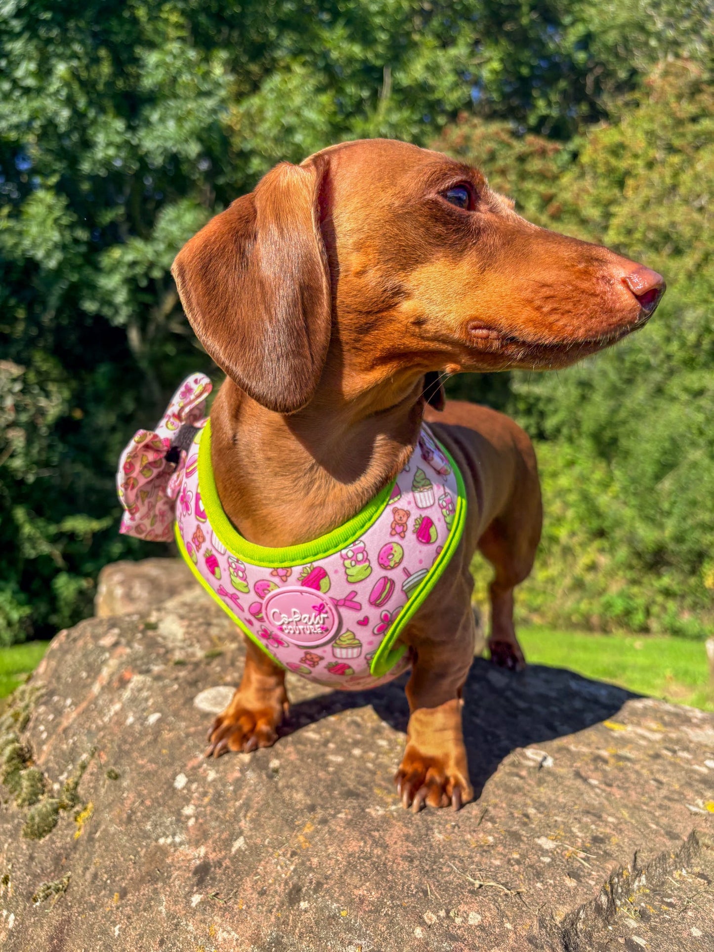 ‘Matcha Moment’ Harness