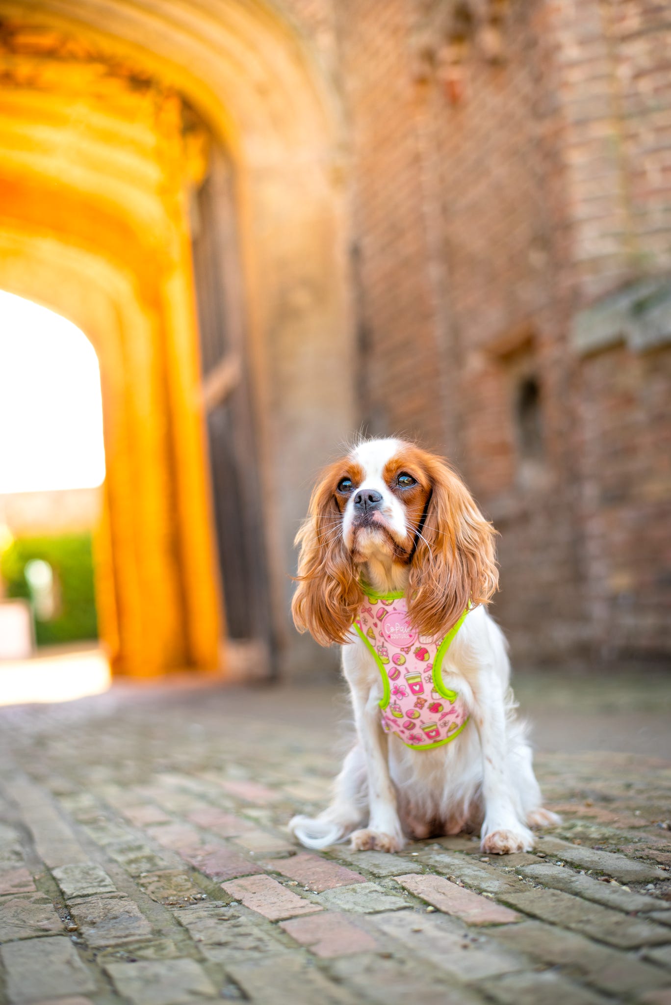 ‘Matcha Moment’ Harness