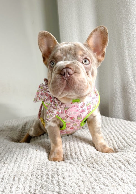 ‘Matcha Moment’ Sailor Bow