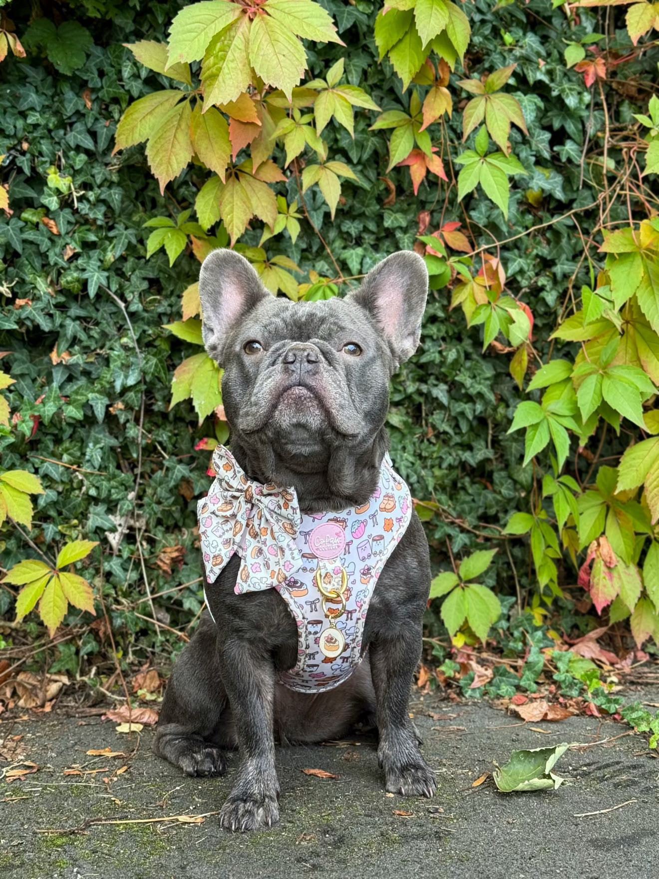‘Cozy Couture’ Harness