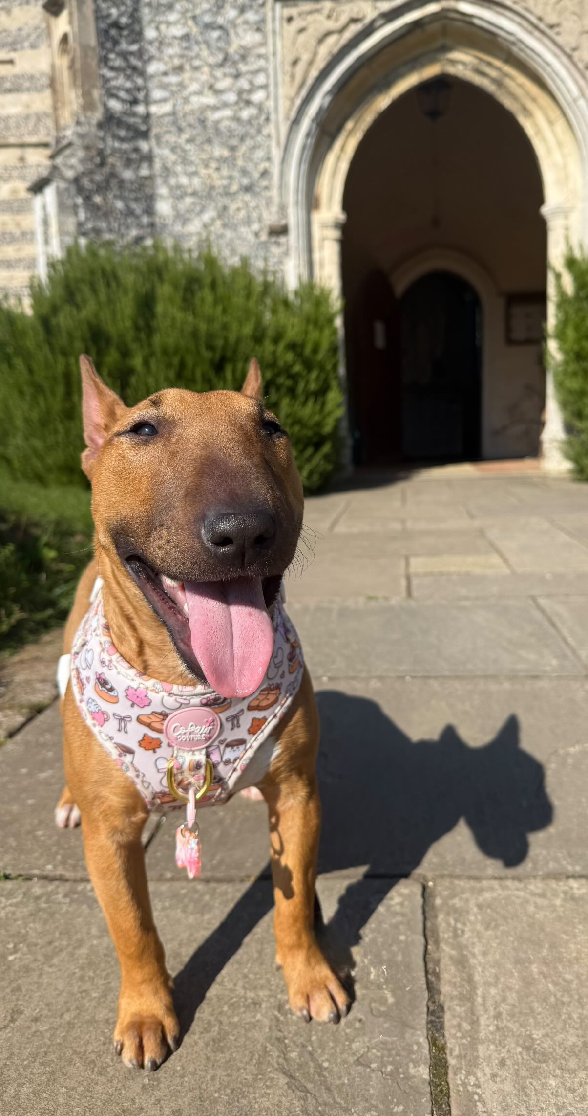 ‘Cozy Couture’ Harness