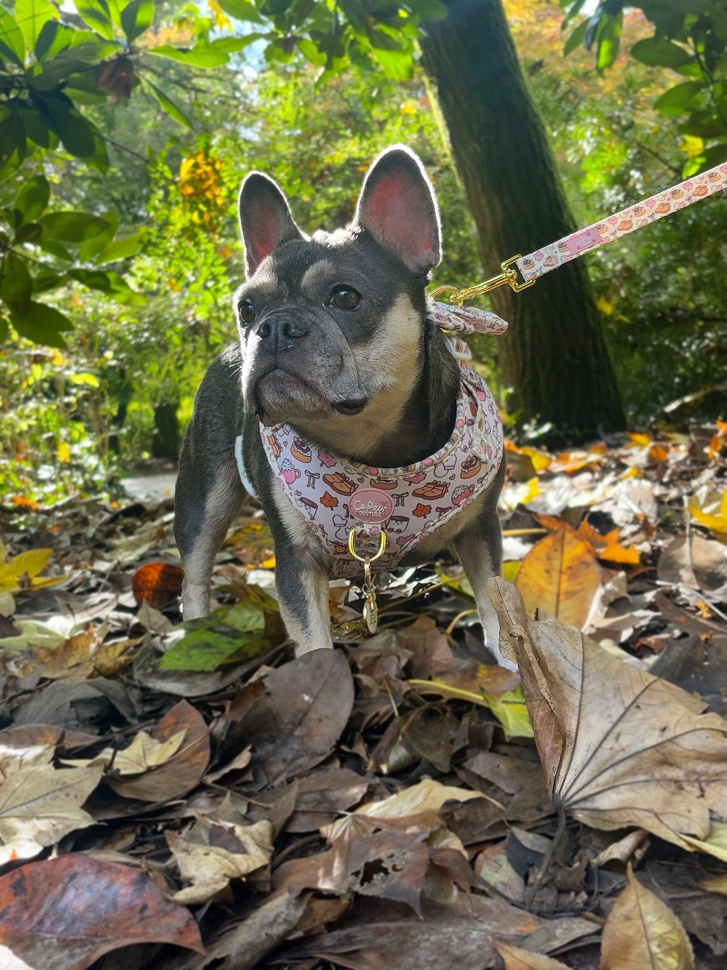 ‘Cozy Couture’ Harness