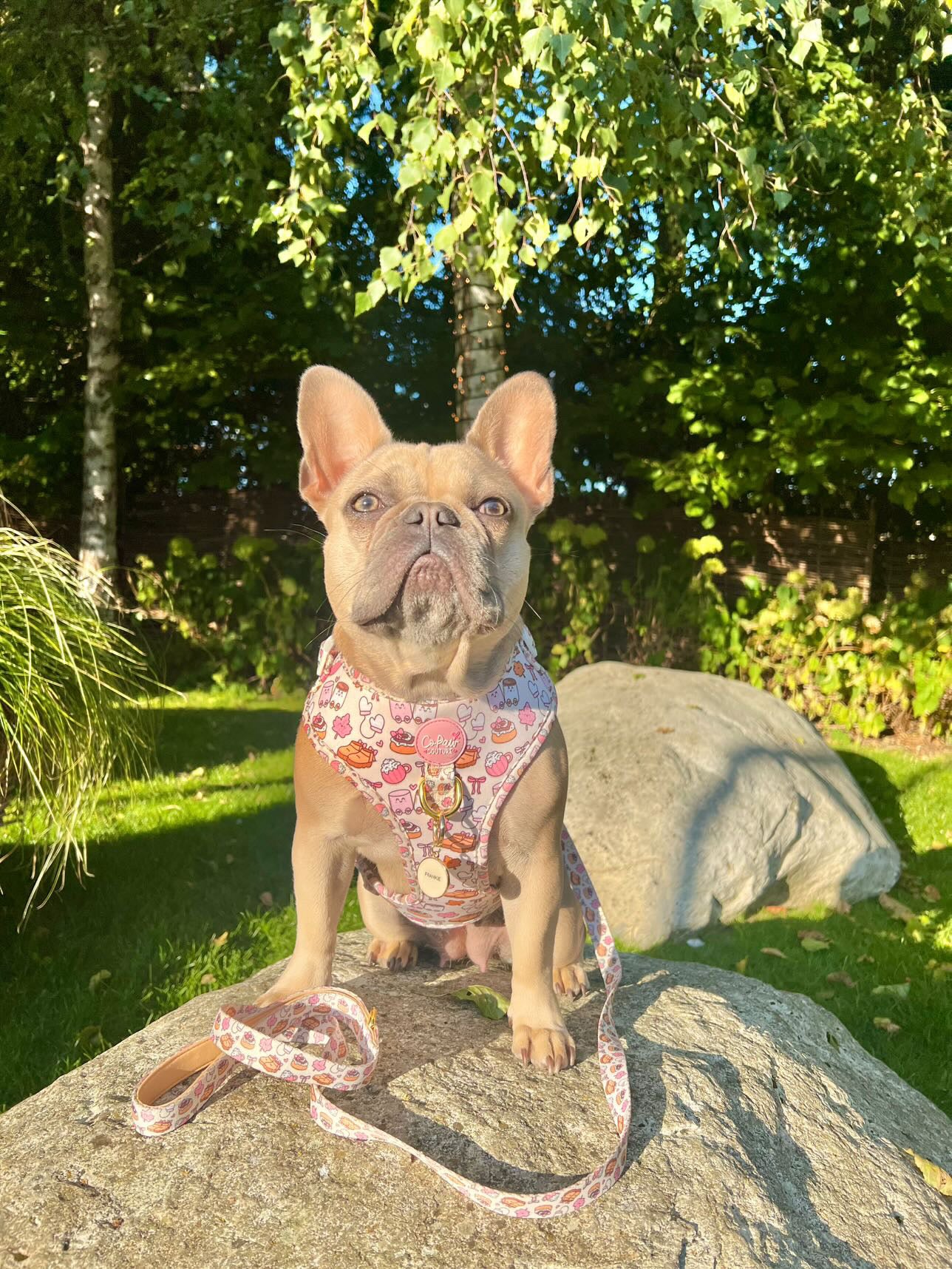 ‘Cozy Couture’ Harness